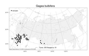 Gagea bulbifera, Гусиный лук луковичный (Pall.) Salisb., Атлас флоры России (FLORUS) (Россия)