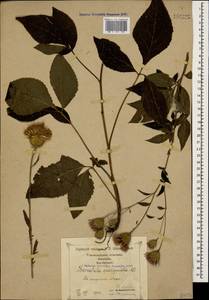 Клазея пятилистная (Willd.) Greuter & Wagenitz, Кавказ, Грузия (K4) (Грузия)