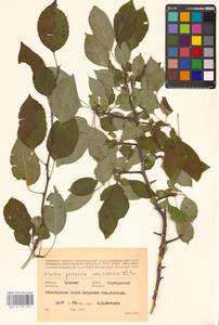 Яблоня лесная Mill., Восточная Европа, Средневолжский район (E8) (Россия)