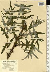 Lophiolepis serrulata (M. Bieb.) Del Guacchio, Bures, Iamonico & P. Caputo, Восточная Европа, Центральный лесостепной район (E6) (Россия)