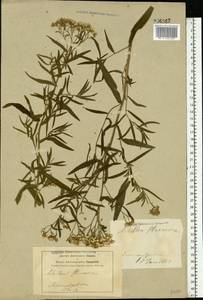 Achillea ptarmica subsp. ptarmica, Восточная Европа, Центральный лесостепной район (E6) (Россия)