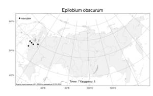 Epilobium obscurum Schreb., Атлас флоры России (FLORUS) (Россия)