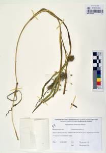 MAG 0003370, Ежеголовник всплывающий, Ежеголовник всплывший Rehmann, Сибирь, Чукотка и Камчатка (S7) (Россия)