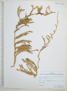 Плаун булавовидный L., Сибирь, Дальний Восток (S6) (Россия)