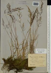 Полевица побегоносная L., Восточная Европа, Северный район (E1) (Россия)