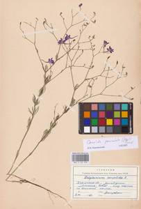 Delphinium consolida subsp. paniculatum (Host) N.Busch, Восточная Европа, Южно-Украинский район (E12) (Украина)