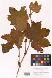 Таволга камчатская (Pall.) Maxim., Сибирь, Дальний Восток (S6) (Россия)