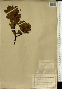 Leucadendron strobilinum (L.) Druce, Африка (AFR) (ЮАР)