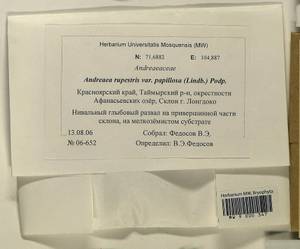 Andreaea rupestris var. papillosa (Lindb.) Podp., Гербарий мохообразных, Мхи - Красноярский край, Тыва и Хакасия (B17) (Россия)