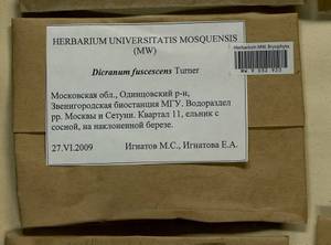 Dicranum fuscescens Turner, Гербарий мохообразных, Мхи - Москва и Московская область (B6a) (Россия)