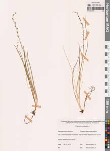 Триостренник болотный L., Сибирь, Чукотка и Камчатка (S7) (Россия)