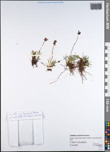 Тофильдия ярко-красная Richardson, Сибирь, Якутия (S5) (Россия)