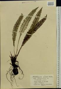 Struthiopteris spicant (L.) Weiss, Восточная Европа, Западно-Украинский район (E13) (Украина)