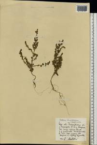 Bassia scoparia var. subvillosa (Moq.) Buttler, Восточная Европа, Нижневолжский район (E9) (Россия)
