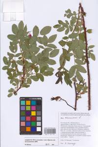 Шиповник майский Herrm., Восточная Европа, Ростовская область (E12a) (Россия)