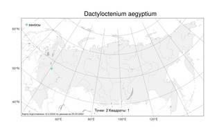 Dactyloctenium aegyptium, Дактилоктениум египетский (L.) Willd., Атлас флоры России (FLORUS) (Россия)