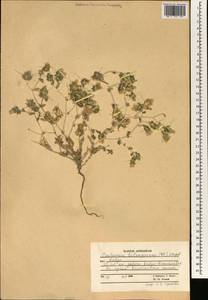 Centaurea bruguiereana subsp. belangeriana (DC.) Bornm., Зарубежная Азия (ASIA) (Афганистан)