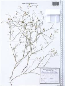 Pimpinella barbata (DC.) Boiss., Зарубежная Азия (ASIA) (Иран)