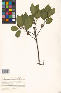 Крушина ломкая, Крушина ольховидная Mill., Восточная Европа, Московская область и Москва (E4a) (Россия)
