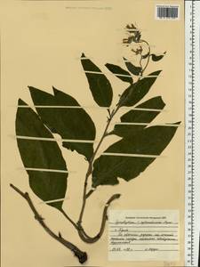 Symphytum ×uplandicum Nyman, Восточная Европа, Центральный район (E4) (Россия)
