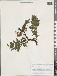 Паслен, Америка (AMER) (Парагвай)