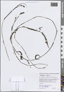 Рдест альпийский Balb., Сибирь, Прибайкалье и Забайкалье (S4) (Россия)