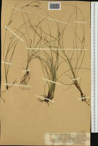 Carex distachya Desf., Западная Европа (EUR) (Италия)