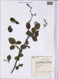 Alnus incana subsp. tenuifolia (Nutt.) Breitung, Америка (AMER) (Канада)