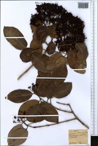 Myrtaceae, Африка (AFR) (Эфиопия)