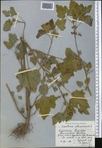 Дурнишник обыкновенный L., Средняя Азия и Казахстан, Северный и Центральный Тянь-Шань (M4) (Казахстан)