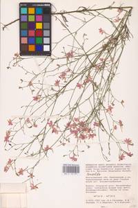 Живокость, Восточная Европа, Нижневолжский район (E9) (Россия)