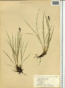 Carex kelloggii var. limnophila (Holm) B.L.Wilson & R.E.Brainerd, Сибирь, Чукотка и Камчатка (S7) (Россия)