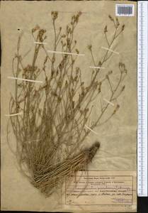 Вьюнок ложнокантабрийский, Средняя Азия и Казахстан, Западный Тянь-Шань и Каратау (M3) (Узбекистан)