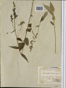 Campanula trichocalycina Ten., Западная Европа (EUR) (Болгария)