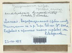 Barbilophozia lycopodioides (Wallr.) Loeske, Гербарий мохообразных, Мхи - Западная Сибирь (включая Алтай) (B15) (Россия)