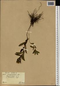 Pentanema hirtum (L.) D. Gut. Larr., Santos-Vicente, Anderb., E. Rico & M. M. Mart. Ort., Восточная Европа, Западно-Украинский район (E13) (Украина)