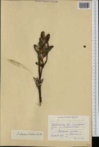 Ива аляскинская (Andersson) Coville, Сибирь, Чукотка и Камчатка (S7) (Россия)