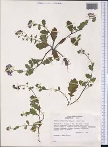 Phacelia patuliflora (Engelm. & Gray) A. Gray, Америка (AMER) (США)