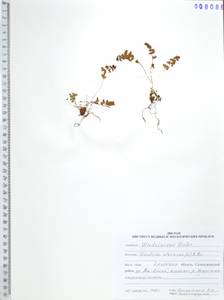 Вудсия эльбская (L.) R.Br., Сибирь, Дальний Восток (S6) (Россия)