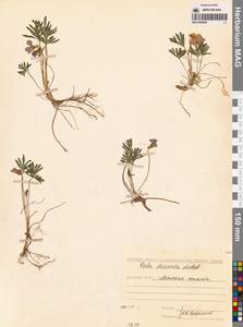 Viola multifida Willd. ex Roem. & Schult., Сибирь, Якутия (S5) (Россия)