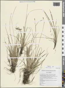 Осока, Сибирь, Дальний Восток (S6) (Россия)