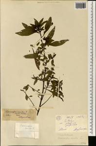 Conocarpus erectus L., Африка (AFR) (Мали)