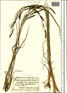 Осока острая L., Кавказ, Грузия (K4) (Грузия)
