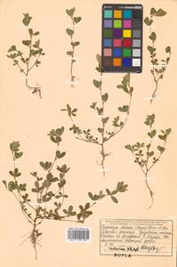 Куммеровия полосатая (Thunb.) Schindl., Сибирь, Дальний Восток (S6) (Россия)