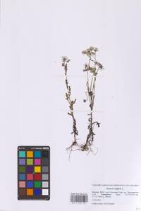 Крестовник обыкновенный L., Восточная Европа, Московская область и Москва (E4a) (Россия)