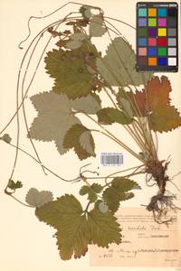 Земляника мускусная Duchesne, Восточная Европа, Центральный район (E4) (Россия)