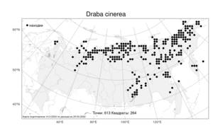 Draba cinerea, Крупка пепельно-серая, Крупка серая Adams, Атлас флоры России (FLORUS) (Россия)