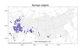 Syringa vulgaris, Сирень обыкновенная L., Атлас флоры России (FLORUS) (Россия)