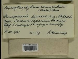Bryoerythrophyllum recurvirostrum (Hedw.) P.C. Chen, Гербарий мохообразных, Мхи - Центральное Черноземье (B10) (Россия)