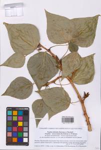 Populus deltoides × moscoviensis, Восточная Европа, Московская область и Москва (E4a) (Россия)